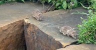 Litterbugs blamed for 'more than 100 rats' running around popular Nottingham park