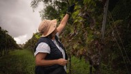 Inspección de control de la filoxera en Tenerife