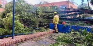 Tala de árboles gigantes en el occidente de Bogotá generó opiniones encontradas entre vecinos del sector