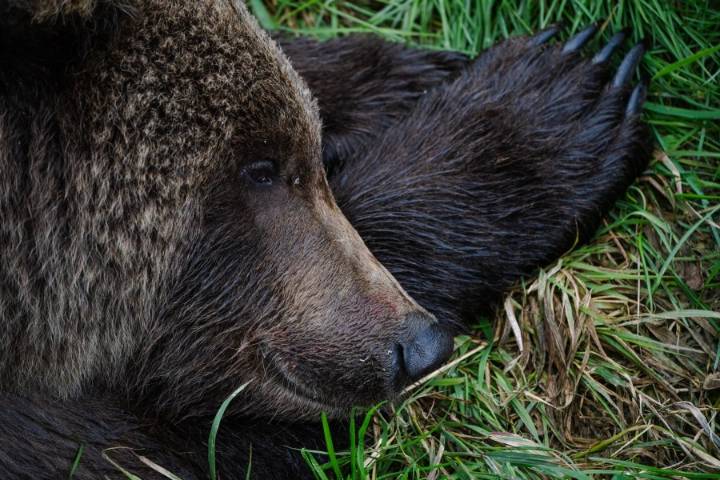 Fat Bear Week returns: How big bears highlight the importance of a vibrant ecosystem