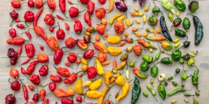 Día de los Ajíes Peruanos: Más de 350 variedades consolidan su lugar como símbolo culinario y motor del agro nacional