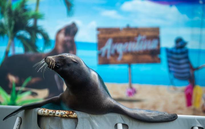 PHOTOS: CT fairs gear up for a fun