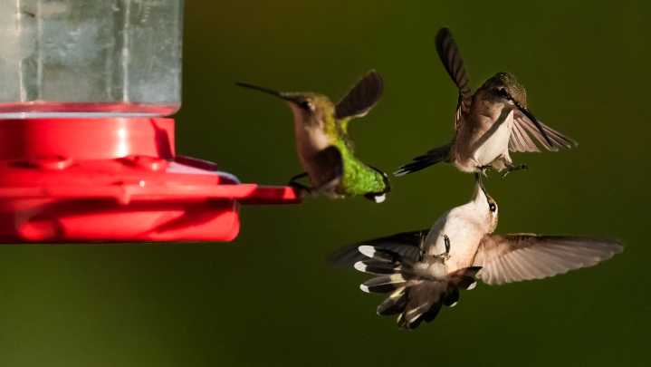 Hummingbird migration fall 2025: When they leave Tennessee