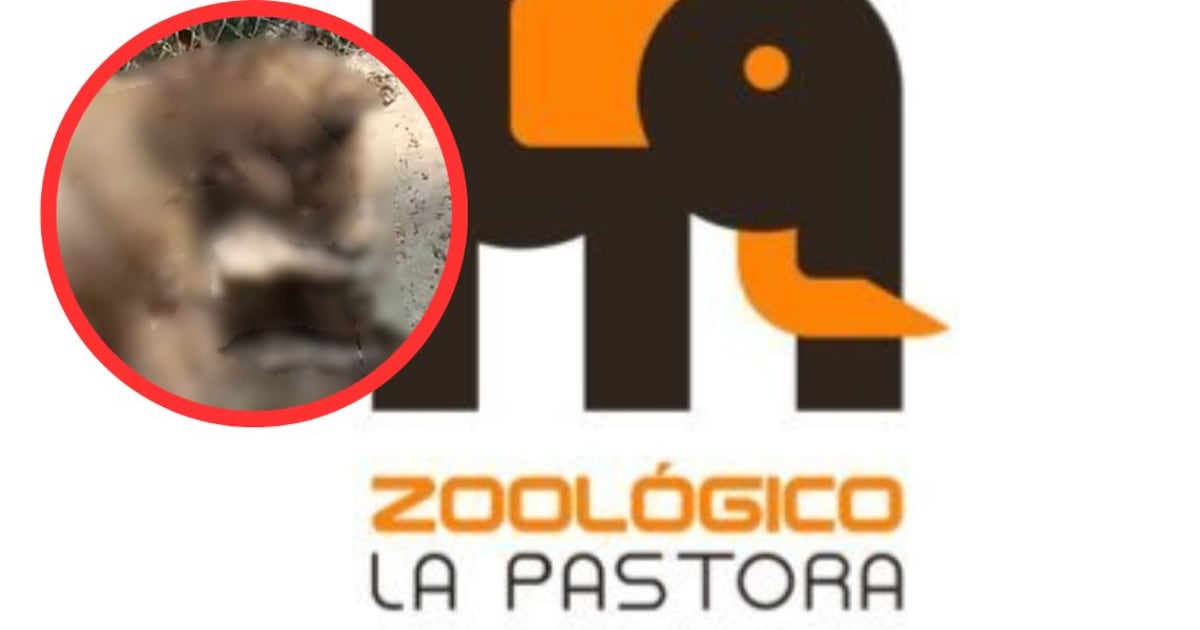 Osa enferma en Zoológico La Pastora desata indignación; ya investigan
