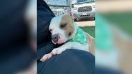 Texas Dog Overlooked And Sent Back To Shelter, Unaware That Her Time Is Running Out