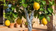 Pocos los saben: para qué sirve ponerle papel aluminio al limonero y qué beneficios tiene