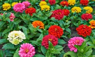 Que tu jardín explote de flores en primavera con estas plantas de rápido crecimiento y fáciles de cuidar