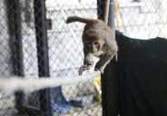 Federal report uncovers mistreatment at UC Davis monkey facility, injuries and death