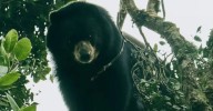 Un avistamiento histórico llena de esperanza a Palmira con la reaparición del oso de anteojos