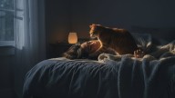 No quiere jugar: qué significa que tu gato te despierte a la madrugada, según expertos