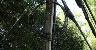 City tree branch falls, knocks out power to Sacramento home. Who's responsible to fix it?