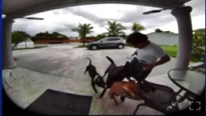 Family dog left shaken after being attacked by 2 dogs in South Miami-Dade, 16
