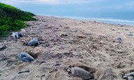 Cuarta arribada del año en playa La Escobilla, en #Oaxaca; Profepa y Semar reportan llegada de 269 mil tortugas