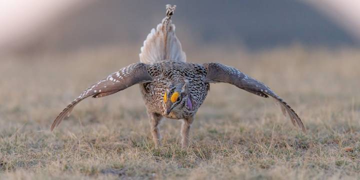 ND Outdoors: Grouse and Partridge season previews
