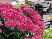 What does return of warm weather mean for Fall lawn care and gardening?