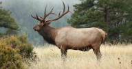 Montana hunters have the option to donate game meat this season