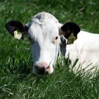 Painting stripes on cows to lizards' pizza pick: Ig Nobel winners