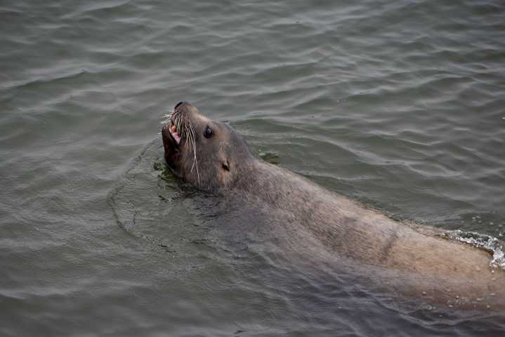 Feds greenlight killing more sea lions to protect endangered salmon as controversy fades