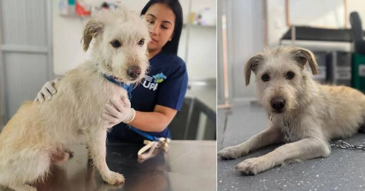 La historia de Copito, el perrito que encontró esperanza gracias a la unión de una ciudad