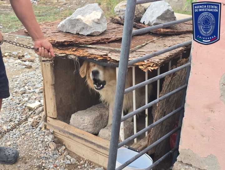 Aseguró FGE 22 animales víctimas de maltrato durante el mes de agosto