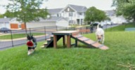 Dog-Friendly Parks In Illinois That Locals Adore