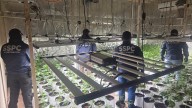 Desmantelan invernadero de mariguana en CdMx