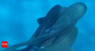 Rare ‘Threesome’ shark mating caught on camera for the first time off Australia’s coast