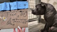 California Dog With Rare Spine Condition Left With A Heartfelt Note Finds The Family Meant For Him