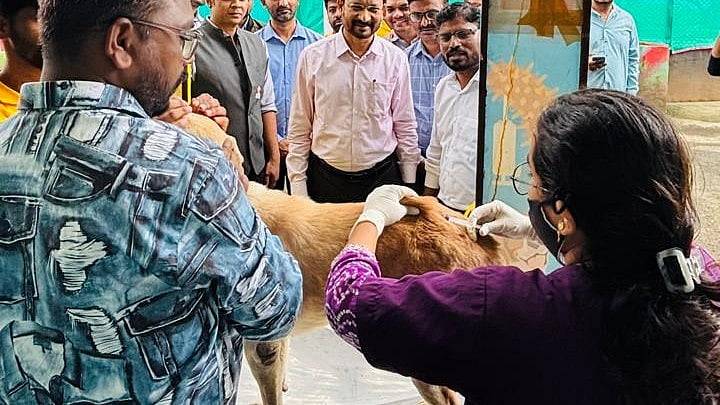 Pimpri Chinchwad: PCMC Vaccinates Over 350 Dogs On Day One Of Week