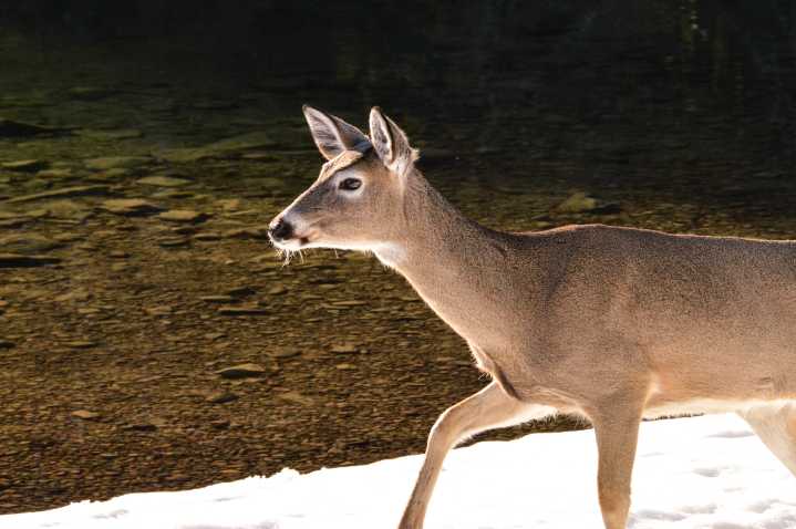 FWP officials suspect viral disease outbreak in NW, SE Montana deer