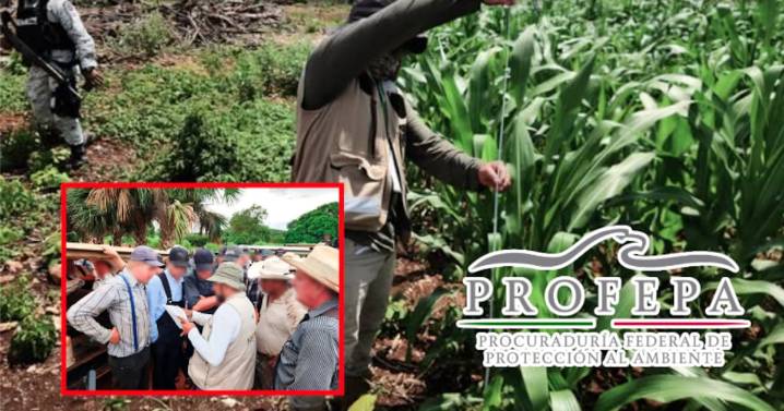 Arrasan más de 3,700 hectáreas de selva: Profepa clausura 17 predios ilegales en la Península de Yucatán