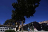 Devotees say Bolivia’s lightning-struck ‘miracle tree’ conjures luck