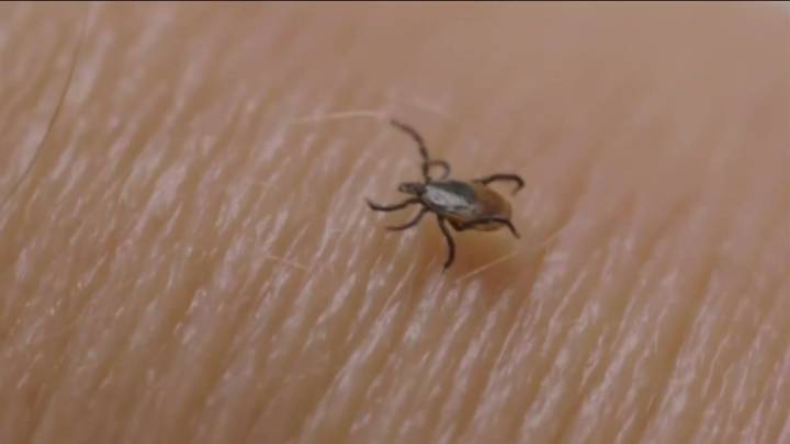 Invasive, disease-carrying tick found in Maine, the farthest northeast it has been spotted