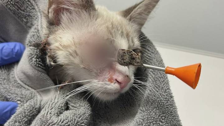 'He's got a lot of heart.' | North Texas neighbors unite to rescue kitten shot in the face with a dart