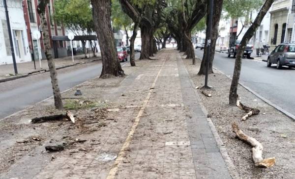 Advierten que en diagonal 73 "vuelan" pedazos de árboles: "Puede ocurrir una tragedia" 