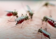 Third human case of West Nile virus confirmed
