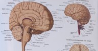 Autism and acetaminophen: what the science says