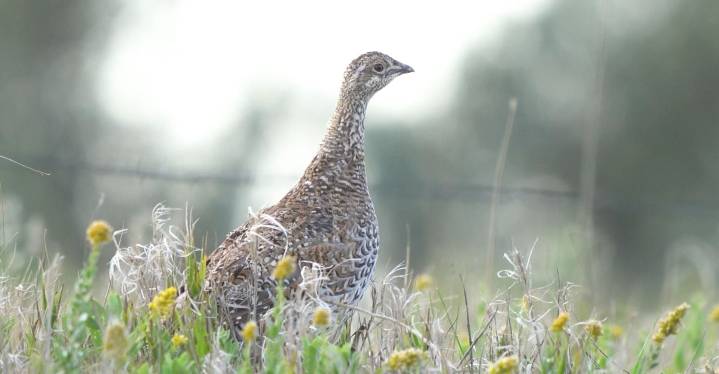 North Dakota hunters can expect fewer sharp-tailed grouse on the prairie this fall