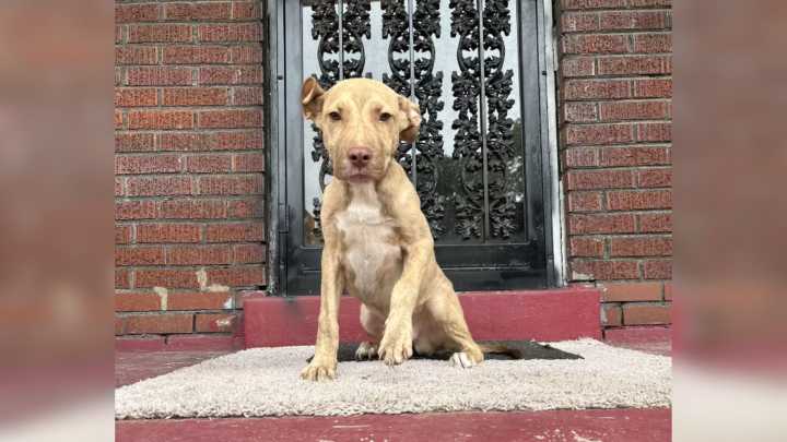 Family Surprised To Find A Starving Stray Dog Curled Up On Their Porch