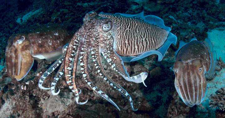 Científicos cerca de descifrar el lenguaje de sepias, delfines y monos: inteligencia artificial sería la clave