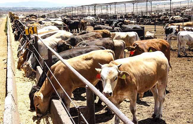Listo Coahuila para exportar ganado a EU