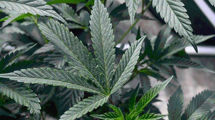 Debate continues on potential tighter restrictions on recreational marijuana