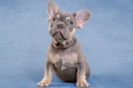 Influencer Dissolves Dog Breeding Company After Allegations of Abuse and Neglect
