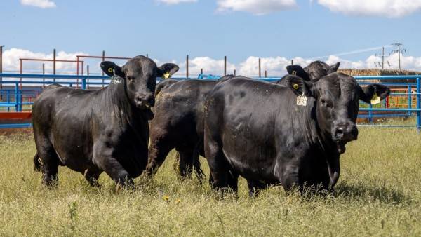 Apoyan a 21 productores con subsidios para la compra de toros de registro