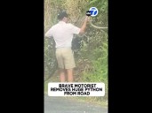 Brave motorist removes huge python from road