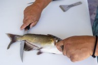 Don’t eat fish from these 4 West Michigan waters