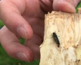 Destructive emerald ash borer discovered in Portland for first time
