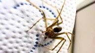 El aceite esencial que evita la presencia de la araña violinista dentro de casa