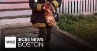 Multiple cats rescued from fire in Boston overnight