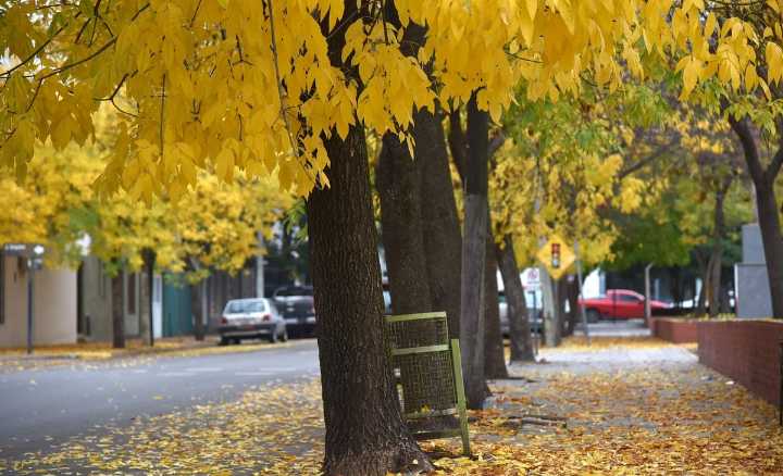 El pronóstico: Conocé cómo estará el clima esta semana
